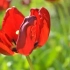 Tulipany wyblakły: co dalej